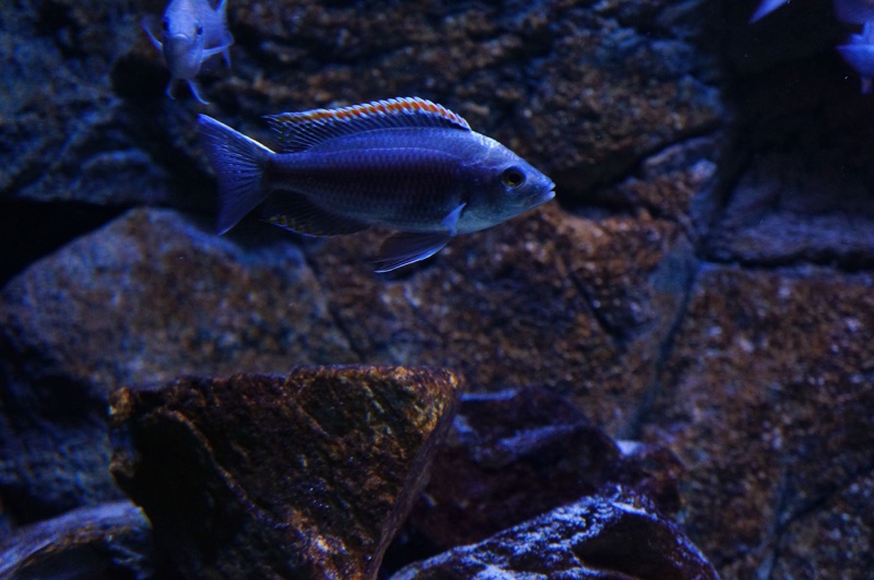 Copadichromis sp. 'firecrest' Gome
